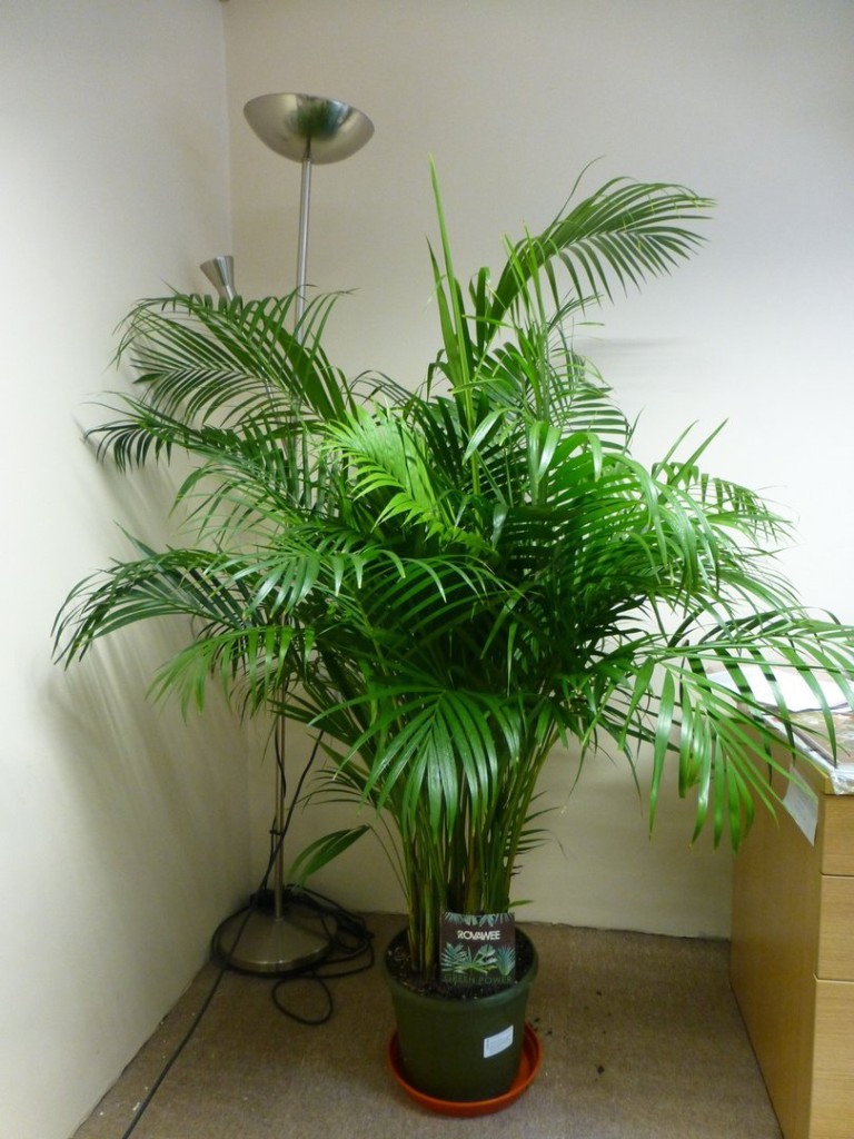 chrysalidocarpus-lutescens